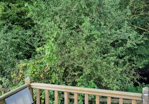 Glamping Hut - Sleeps 2, hot tub & parking