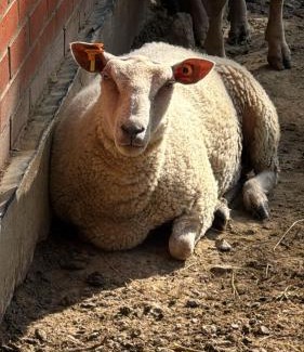 Vresse-sur-Semois House | Étoile de Laforêt