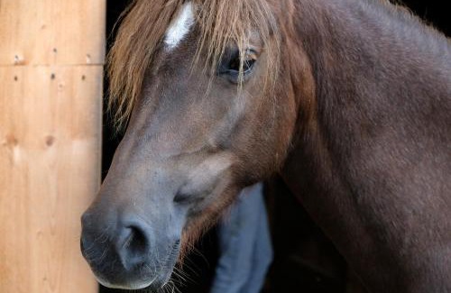 Cestin House | Čenovický dvůr