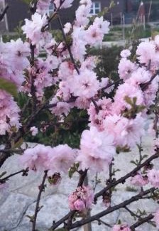 Lviv Oblast Hotel | Вілла Сади Єви