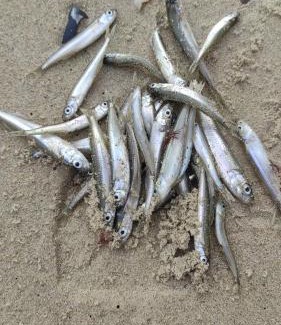 Odessa Oblast House | Гостевой дом на Елисейских полях