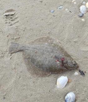 Odessa Oblast House | Гостевой дом на Елисейских полях