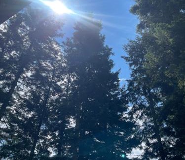 Skhidnytsya Cabin | Оранта