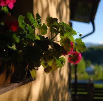 Pidhorodtsi Ski Chalet | Садиба Лісова