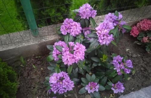 Sapareva Banya Hotel | Семеен хотел При Вергил