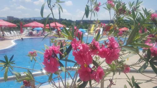 Dalgopo Hotel | Хотел