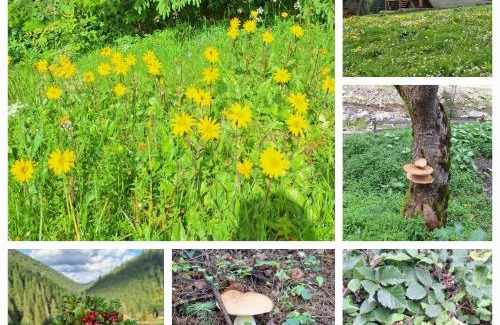 Soymy House | Шепіт Карпат