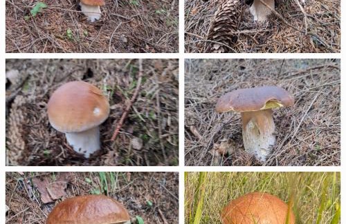 Soymy House | Шепіт Карпат