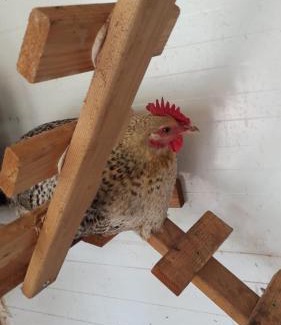 Gilon Apartment | הנץ