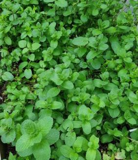 Nahariya Apartment | יחידת דיור שקטה נעימה