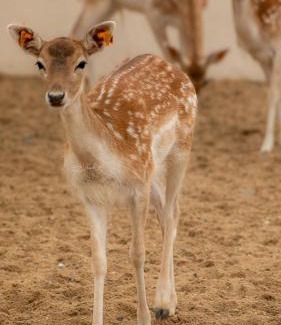 Al Baha Hotel | ماكامايا Makamaya