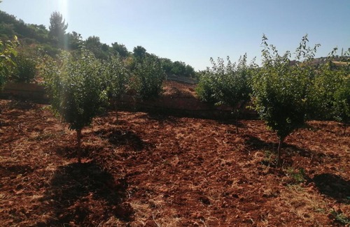 Ajloun Governorate House | مزرعة راس منيف عجلون