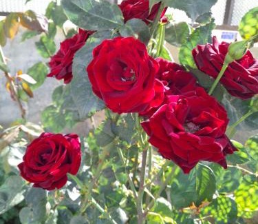 Ajloun House | منزل ابو يوسف القضاة