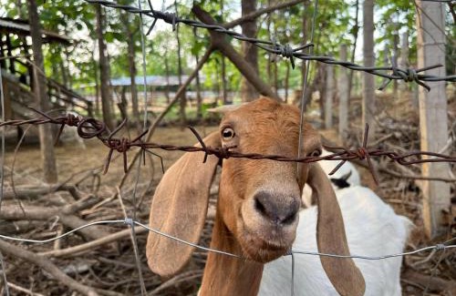 Thung Saliam House | บ้านกลางสวน รีสอร์ต ทุ่งเสลี่ยม สุโขทัย