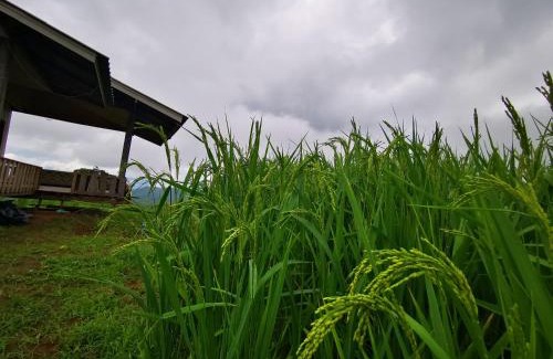 Mae Chaem Other | บ้านยอดแก้ว​ 360​ ​ํ​ ชีวิตริมนา​ ป่าบงเปียง