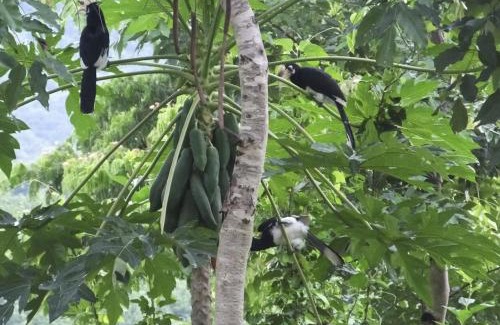 Kaeng Krachan House | บ้านอิงเมยแคมป์ แก่งกระจาน