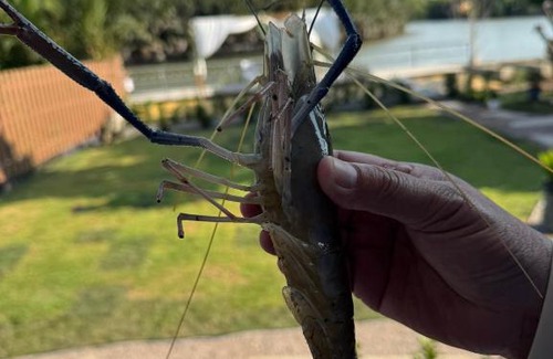 Samut Songkhram Villa | ริมน้ำบ้านแม่ อัมพวา เหมาหลัง 5 นอน พักได้ 10 คน