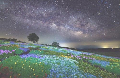 Taketa Other | くじゅう花公園 グランピングパーク花と星