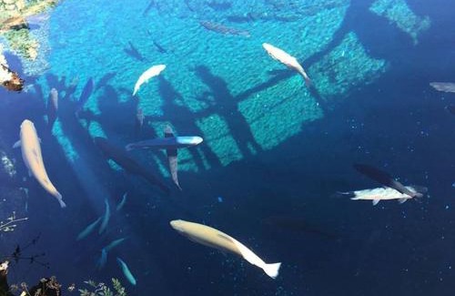 Oshino Apartment | イングリッシュコテージ メイハウス