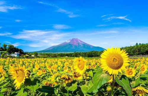 Oshino Apartment | イングリッシュコテージ メイハウス