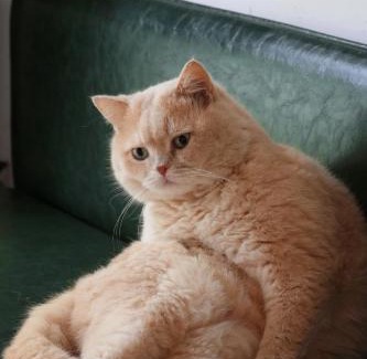 Ziyang County House | 婺源枫树底下民宿 Under The Maple Tree