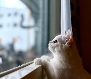 Chishang House | 池上投優榻 Smart living B&B