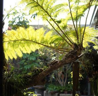 Gongguan House | 蘊慢築 茶花藝主題民宿 Yun Man Zhu Homestay