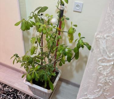 Dushanbe Apartment | A comfortable coner in the city center