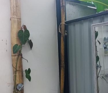 Parrita Ski Chalet | A-frame cabin