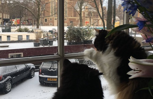 Grachtengordel-West Apartment | A Gem in Amsterdam,In Jordaan on the most popular canal Prinsen canal