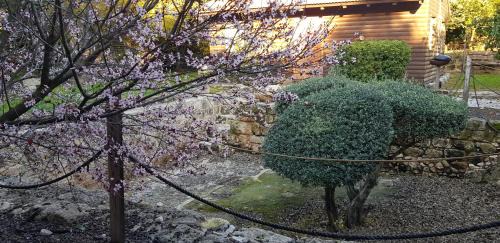 Zippori Cabin | A Place To Dream