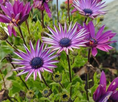 Covilha House | ABRIGO DO CABECINHO - SERRA DA ESTRELA