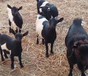 Belcastro House | Agriturismo Fieri