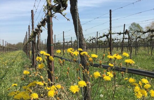 Bibbiano House | Agriturismo SetteLune