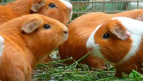 Chugchilan House | AGROFINCA TURISTICA El Guayama