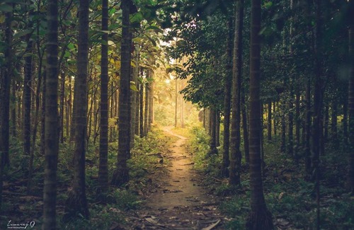 Alipurduar House | Akansha Homestay a village homestay