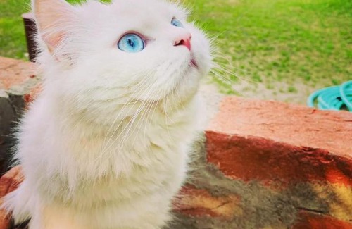 Lakhimpur House | Alaya Stays OEL Nature Retreat