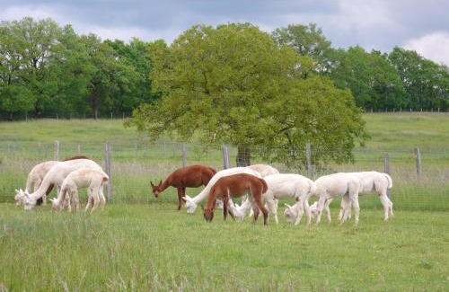 Frayssinet House | Alpagas du Quercy