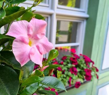 Old Town Hotel | Altstadthotel Molitor