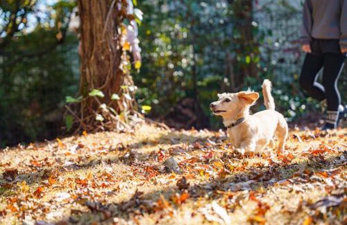 Futo Villa | AMAO VILLA 伊豆高原