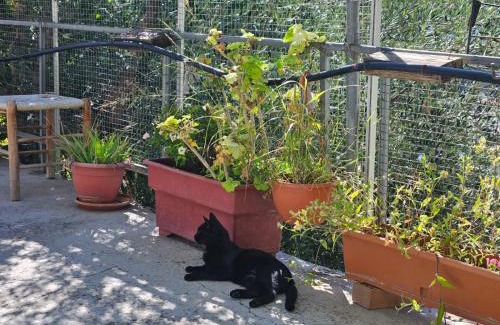 Kalopanayiotis House | Ambeli - Ambeloui