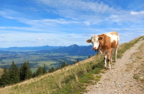 Bad Kohlgrub Apartment | Ammergauer Vier Jahreszeiten