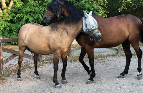 Store Heddinge House | Anneks v/Stevns Klint