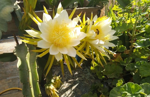 La Solana Apartment | Apartment in the mountains of Gran Canaria