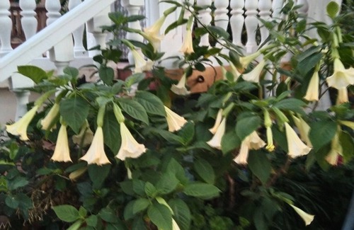 La Solana Apartment | Apartment in the mountains of Gran Canaria