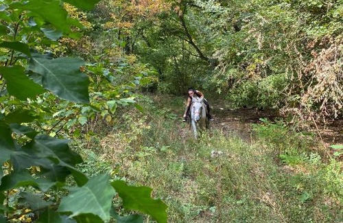 Izvoru Apartment | Apartament rustic Izvoru Cailor