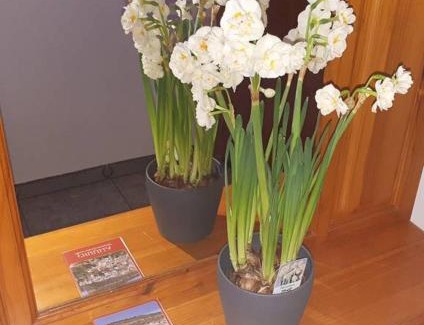 Chulilla Apartment | APARTAMENTO LOS NARCISOS