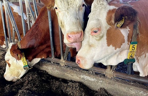 Laufen Apartment | Apartment 75 sqm up to 5 persons, balcony, 2 bedrooms, eat-in kitchen