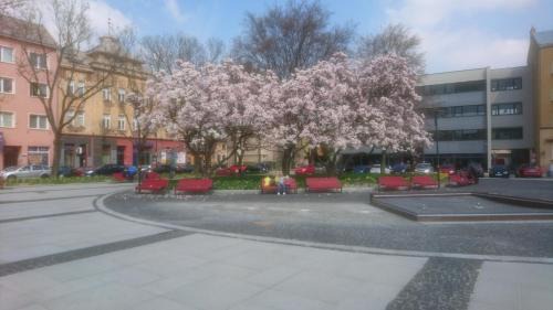 Ostrava Apartment | Apartment Belvedere