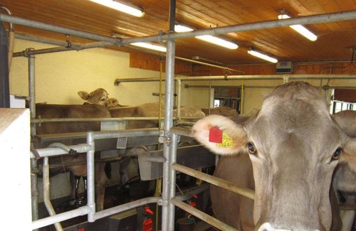 Sankt Martin am Grimming Apartment | apartment Summit view/2 bedrooms/shower, toilet max.4pax - Christerbauerhof